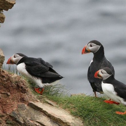 First evidence found of tool use by seabirds