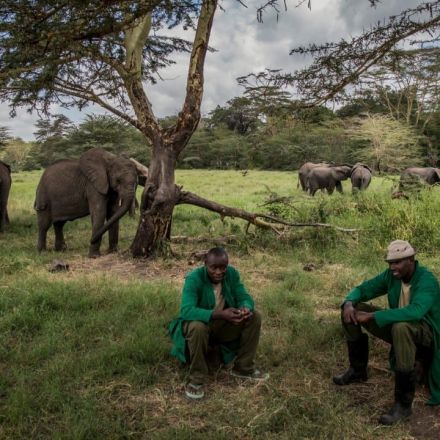 Apple is working to restore African grasslands to curb climate change (and save the elephants)