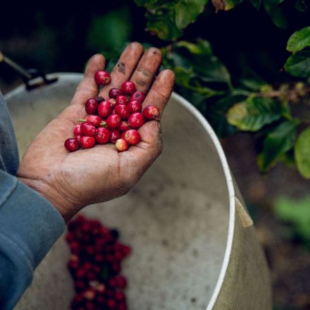 California-Grown Coffee Is Becoming The State's Next Gold Mine