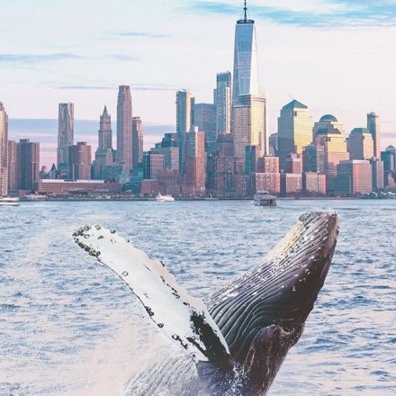 NYC’s Whale Population is Making a Comeback - Here’s Why.