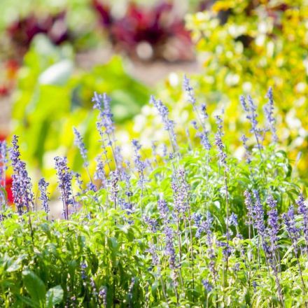 Easy-To-Grow Plants You Should Plant This Spring