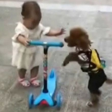 Poodle steals a scooter from a toddler
