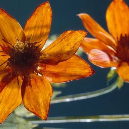 These 100-year-old glass flowers are so accurate, they rival the real thing.