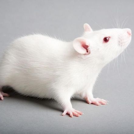 Memory-enhancing drug reverses effects of traumatic brain injury in mice.
