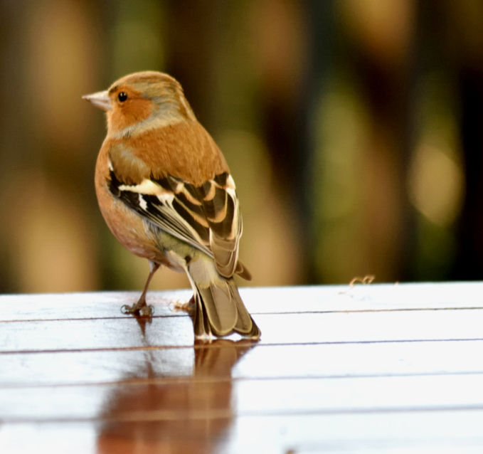 A cheeky chaffinch drops in on time for lunch at Wai-o-tapu thermal park, Rotorua, NZ