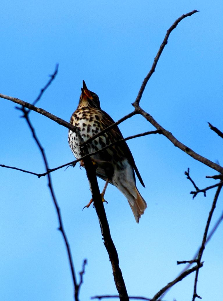 A Thrush sings in our garden at sunset