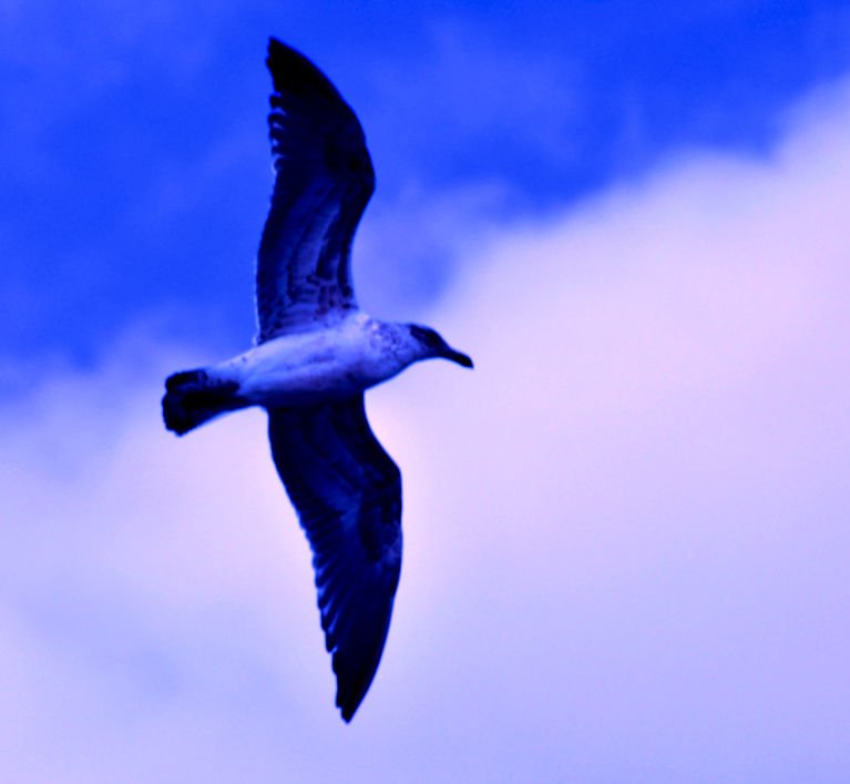 A Gull soars above the camera at Ohiwa Beach NZ