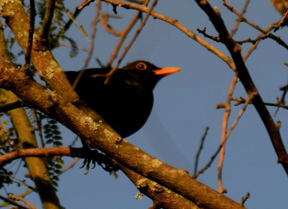 A Blackbird in our garden at sunset