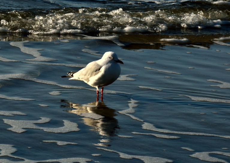 A gull in the surf at Ohiwa Beach at sunset