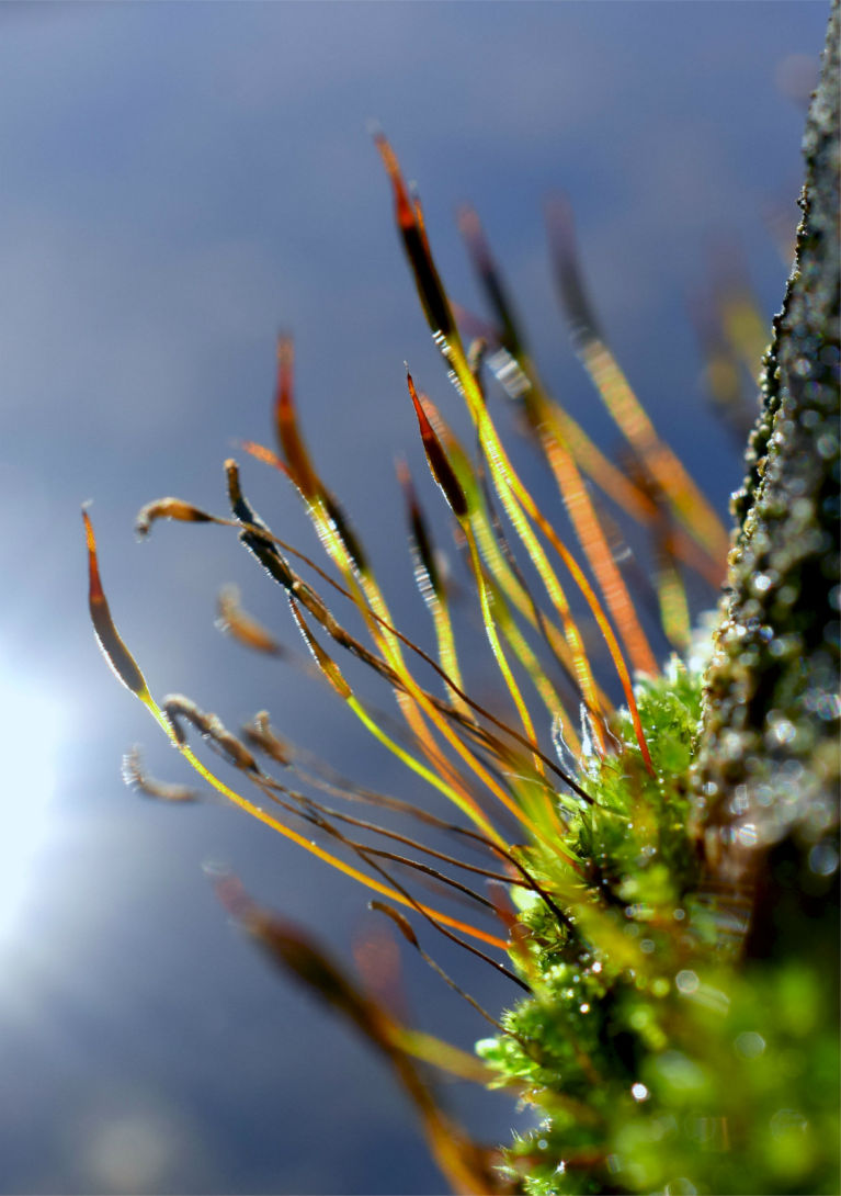 Tiny 2cm flowers of moss, that grows on the edge of our garden bird bath