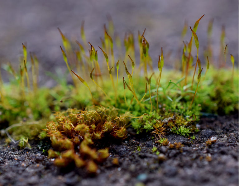 The miniature world of moss. Three species of moss on our garden path. This is a macro shot with two species of flowering moss and a species of carpet moss in front