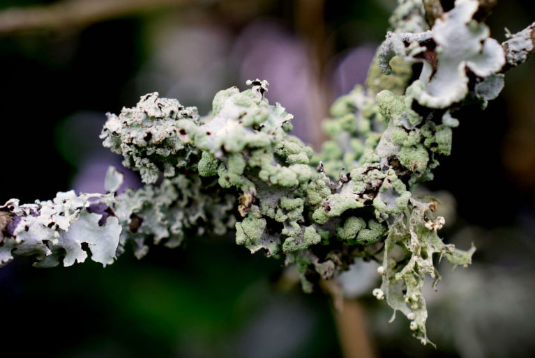 Three species of flowering lichen and some moss share a 10 cm area of a limb of a Camellia bush in our garden,