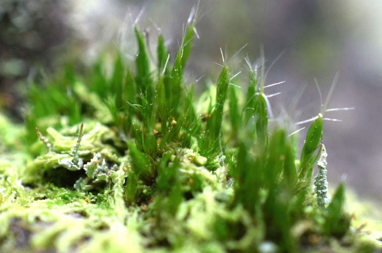Three species of flowering moss growing on a 10 cm patch of rock on our garden