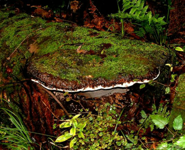 an ancient fungus approx 500 yrs old grows on a fallen log in the Lake Okataina Forest. this fungus is about 2 meters in diameter and very strong and you could sit on it. It is covered with lichen and other tiny fungi. I shot this as we were doing a forest survey for work