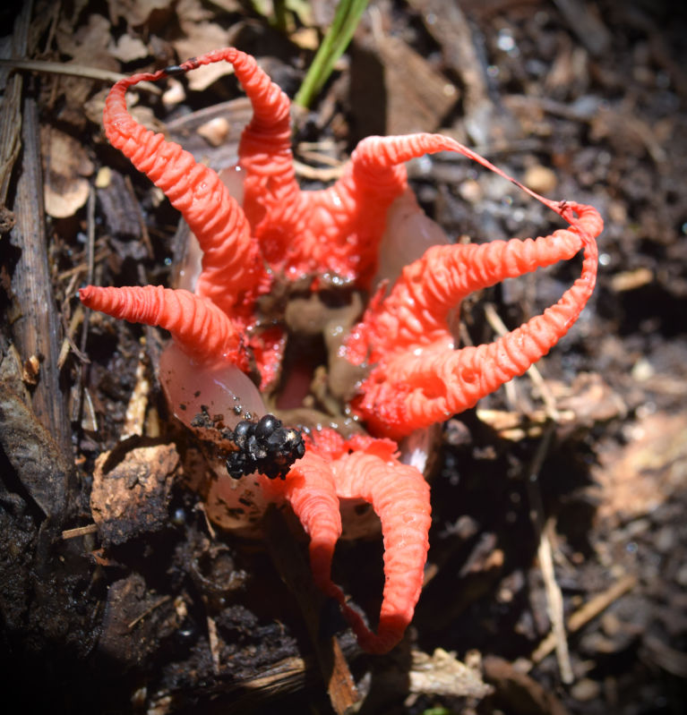 A rare Aseroe rubra or starfish fungus, in the leaf litter under a tree at the Auckland Domain, These fungus only live for a couple of days. These are native to Australia and New Zealand. It begins as a partly buried whitish egg-shaped structure 3 cm (1¼ in) in diameter, 