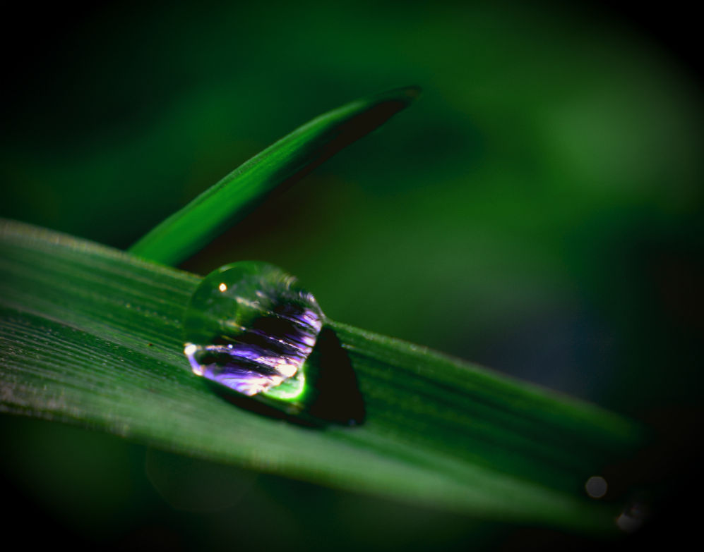  dew drop reflects the late afternoon light on a blade of grass, in the meadow down the edge of the creek by our place. Rotorua, NZ