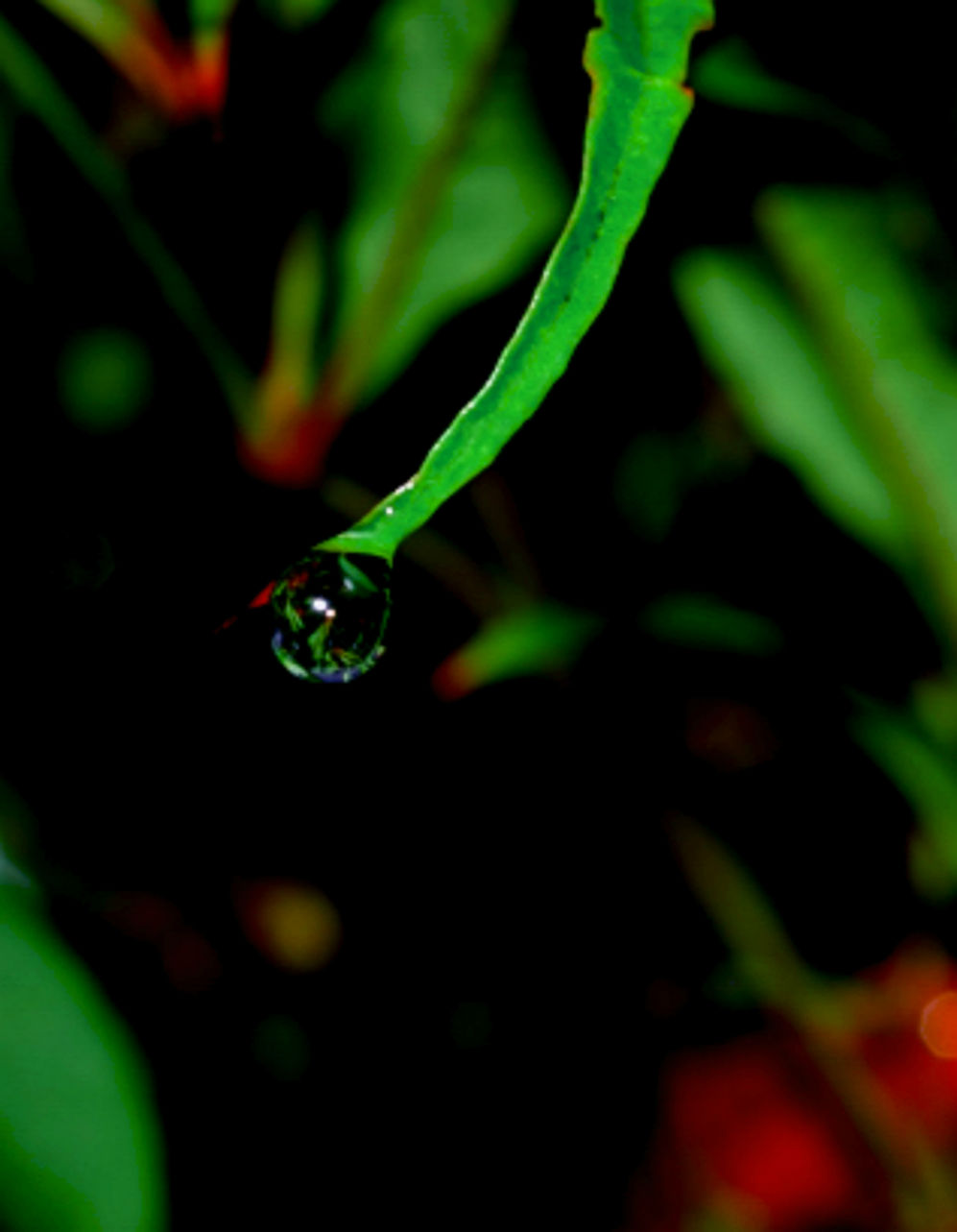 A rain drop on a acacia tree reflects the dark winter light, on the fence by the creek at our place, Rotorua, NZ