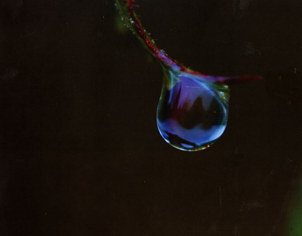 A Raindrop reflects the surrounding trees and steel grey sky of a stormy winters day as it holds on to the tip of a fern just before drops off onto the ground cover of leaf litter