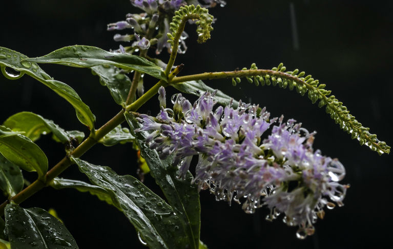  native Hebe flower drips with the winter rain, in the early morning light down the creek at back of our place, Rotorua, NZ