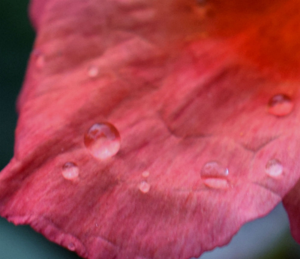 A tiny 4cm pink ground cover flower petal holds the tiny micro droplets of morning dew that glisten in the early spring sunlight, in the meadow garden of our neighbours house
