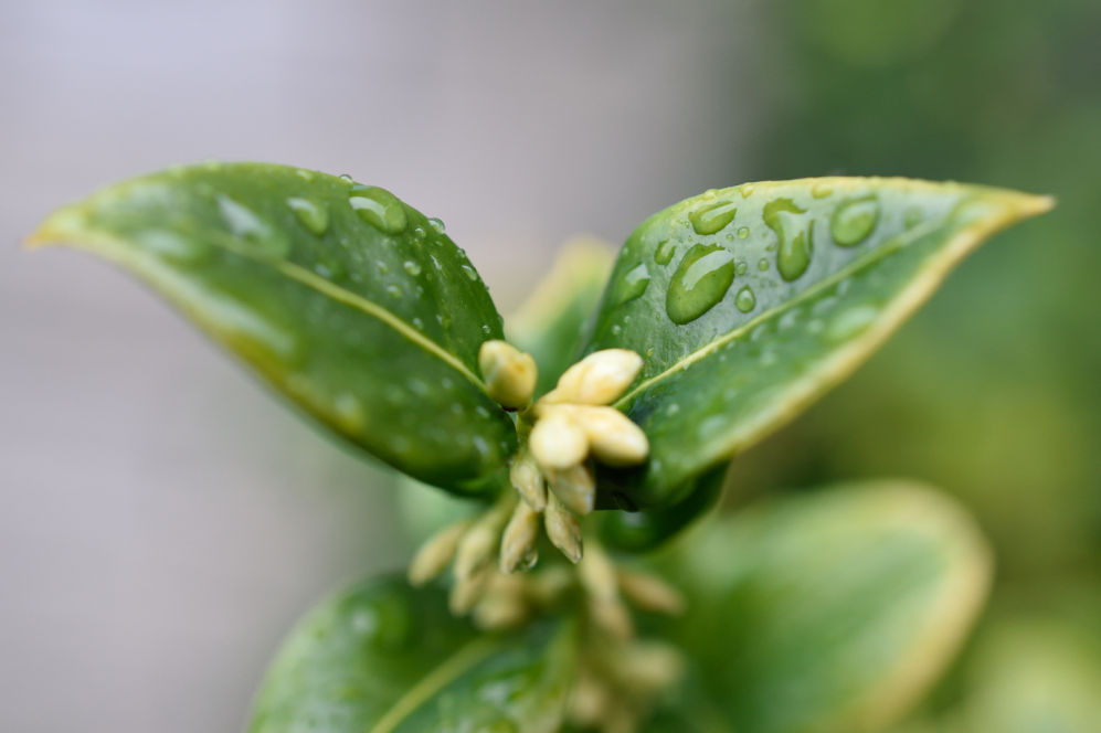 Rain drops on a native hebe leaves from our garden