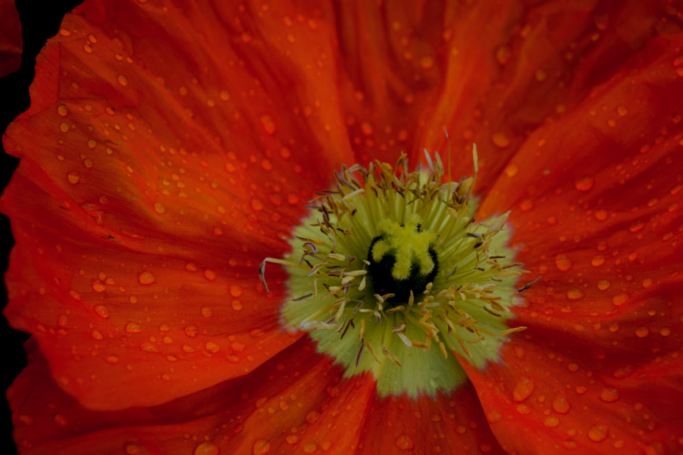 A poppy in our neighbours garden after a rain shower. The sun catches the light on the droplets giving them a soft translucent glow