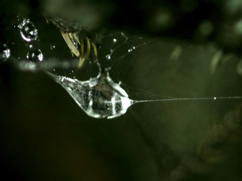 A rain drop gets trapped in a spiders nest, in our rimu tree, engulfing the tiny spiderlings inside