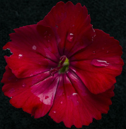 sweet william flower just after a summer rain shower. 