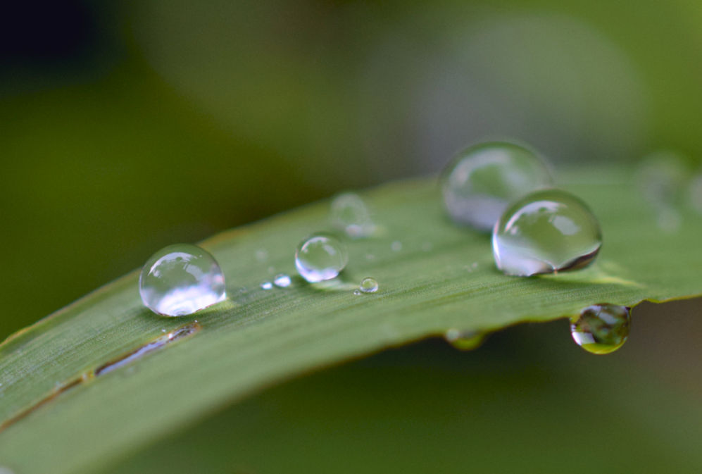 A group of rain drops on a blade of grass in our garden reflecting light in the pale afternoon sunlight