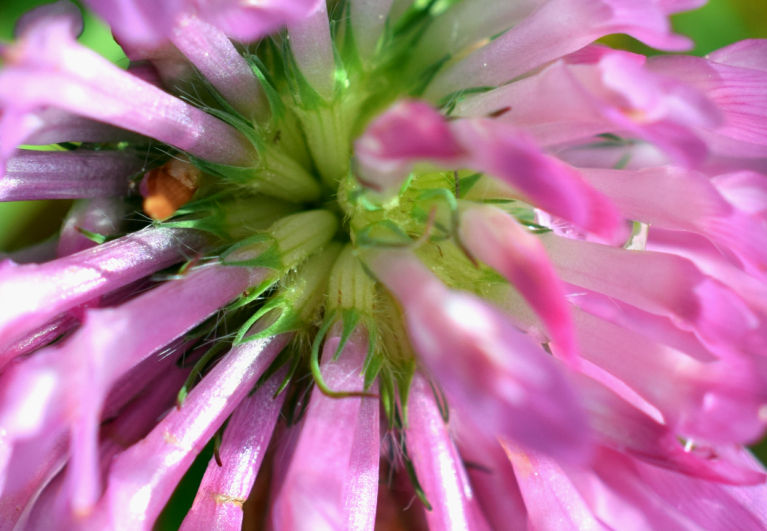 A macro shot of the inside of a clover flower, The pollen grains are visible along with the micro hairs. On the right are small micro drops of water from a recent rain shower only a 2 hours before