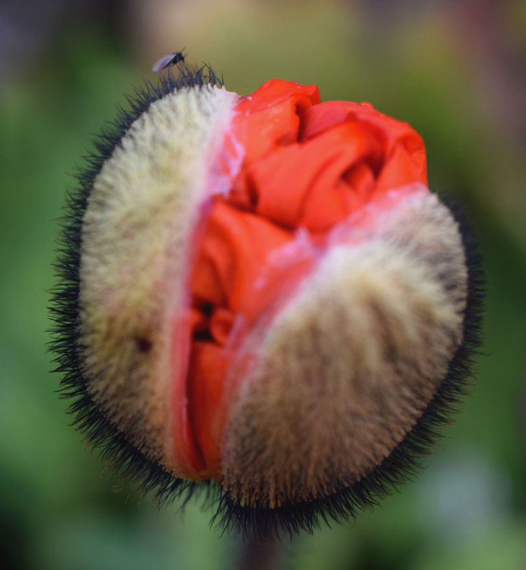 A tiny flying beetle lands on and climbs to the top of a opening poppy flower bud, avoiding the micro hairs in search of micro pollen grains in the opening poppy flower