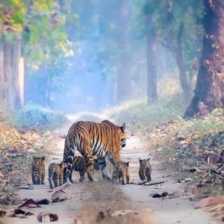 A viral photo of a tiger and her 5 cubs shows how the species is bouncing back from extinction