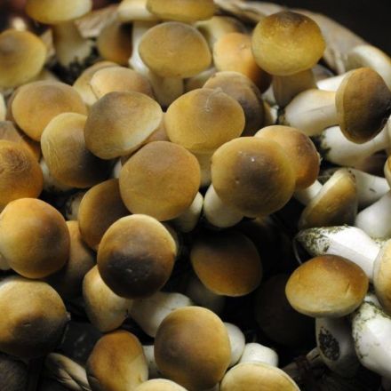 New poll finds majority of Canadians support legal access to psilocybin therapy