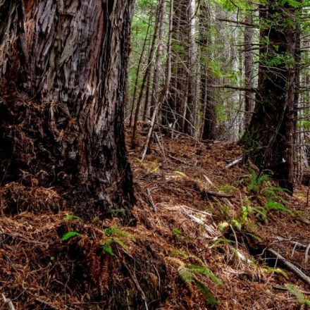California redwood forest returned to native tribal group
