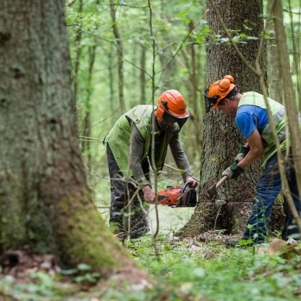 Poland defiant despite two-week warning to stop illegal deforestation or be fined €100,000 a day