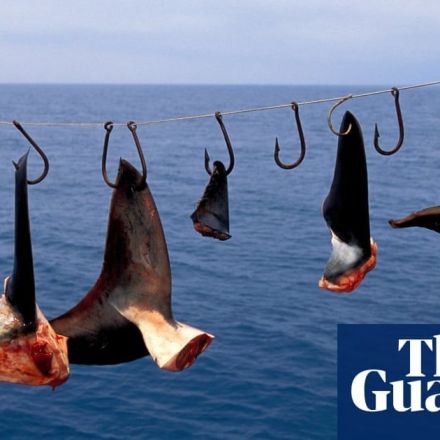 Canada becomes first G7 country to ban shark fin imports