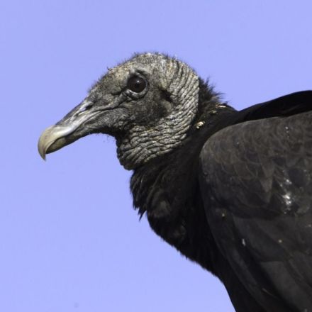 Feces from a giant kettle of vultures is disrupting CBP communications on the US-Mexico border