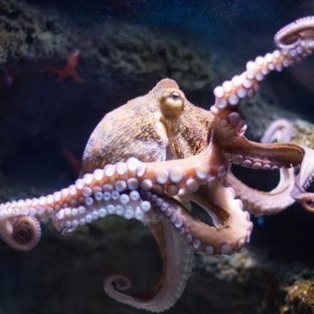 Are octopuses living evidence of intersstellar life?