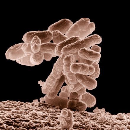 Synthetic Bacteria Can Produce Muscle Fibers Stronger Than Kevlar