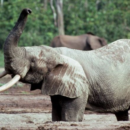 Ivory from a 16th century shipwreck reveals new details about African elephants