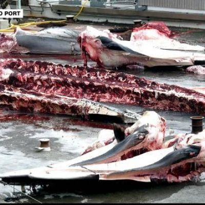 Calls in Iceland to ban commercial hunting of whales