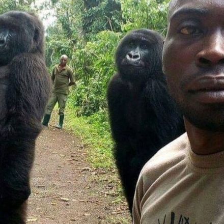 Gorillas pose for selfie with DR Congo anti-poaching unit