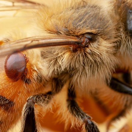 Bacteria Engineered to Protect Bees from Pests and Pathogens
