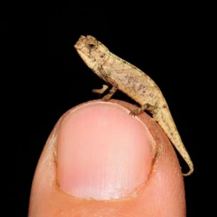Ridiculously Tiny Chameleons Discovered in Madagascar