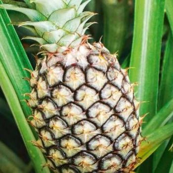 US teens charged with knowingly exposing severely allergic classmate to pineapple