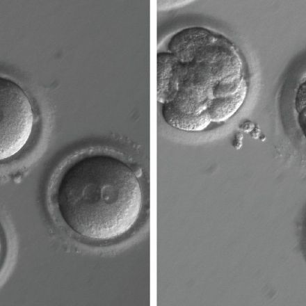 In Breakthrough, Scientists Edit a Dangerous Mutation From Genes in Human Embryos