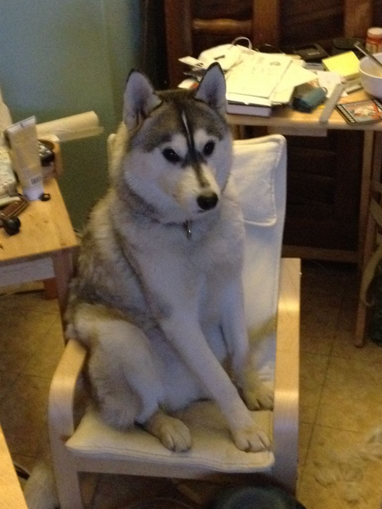 He loves sitting in any unattended chair and is highly offended when asked to move.
