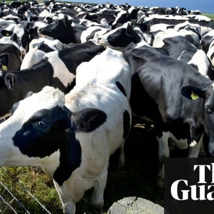 Low-emission cows: farming responds to climate warning