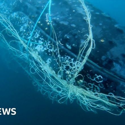 Watch moment trapped whale is cut free from net