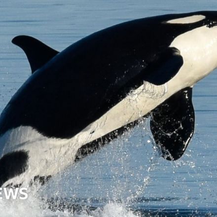 What can orcas teach us about the menopause?